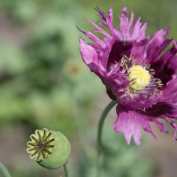 Plant de pavot 'jimi's purple haze' bio