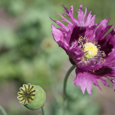 Plant de pavot 'jimi's purple haze' bio