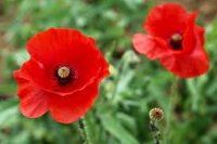 Plant de coquelicot bio