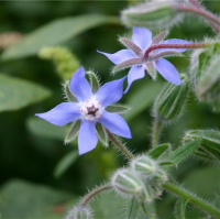 Plant de bourrache bio