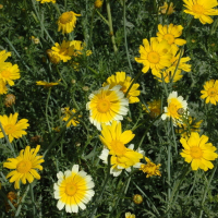 Plant de chrysanthème 'double garland' bio