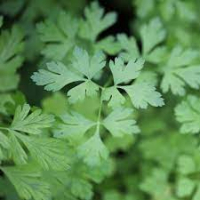 Plant de persil plat bio