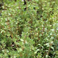 Plant de thym bio