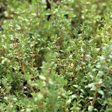 Plant de thym bio