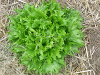 Batavia 'reine des glaces' bio