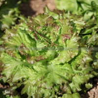 Batavia 'magenta' bio