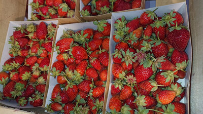 Fraise