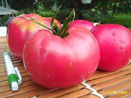 Plant de tomate bio rose de berne
