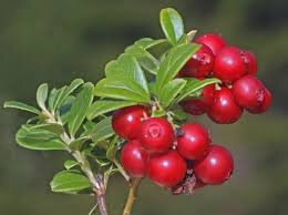 Confiture d'airelle