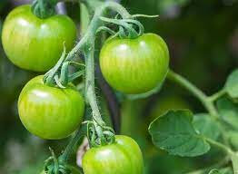 Confiture de tomates vertes