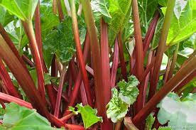 Confiture de rhubarbe