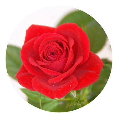 Gelée de roses