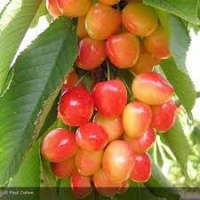 Confiture de napoléon