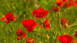 Gelée de coquelicot