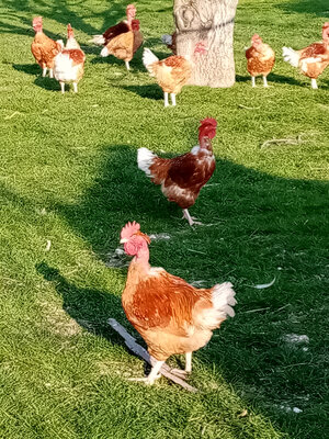 Poulet
