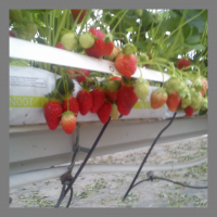 Fraise sonsation en hve
