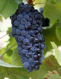 Gelée de pinot noir