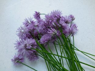 Fleur de ciboulette en conversion bio
