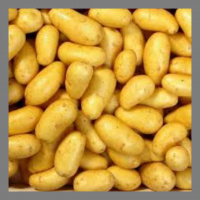 Pomme de terre nouvelle