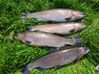 Truite arc-en-ciel