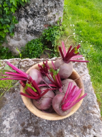 Betteraves nouvelles