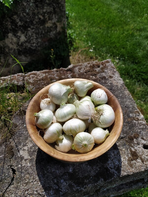 Oignons blancs