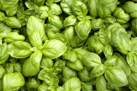 Feuilles de basilic frais