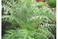 Cardon ' plein blanc inerme'