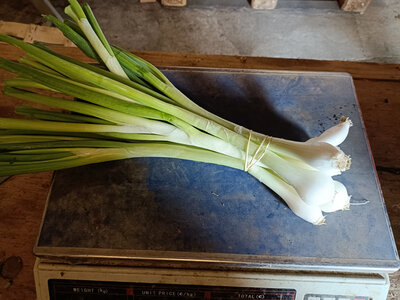 Oignon blanc botte