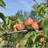 Abricots bio du roussillon