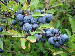 Gelée de prunelle