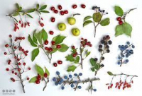 Gelée de baies d'automne