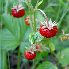 Confiture de fraise/fraise des bois
