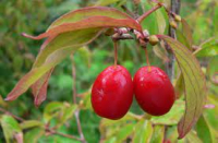 Confiture de cornouille