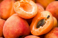 Abricots