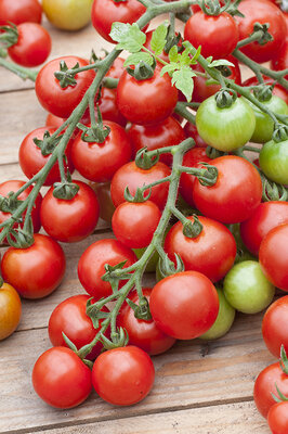 Tomates cocktail