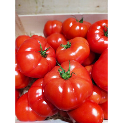 Tomates à farcir