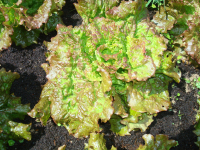 Salade batavia rouge