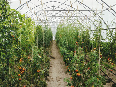 Tomates st pierre