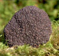 Truffes fraîches mélanosporum