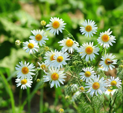 Plant de camomille bio