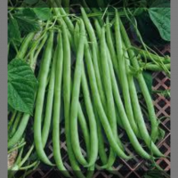 Haricots verts (non-hybrides)