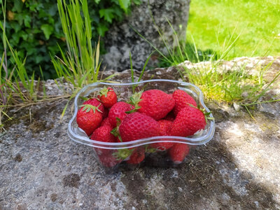 Fraises
