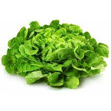 Salade feuille de chêne verte