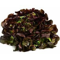 Salade feuille de chêne rouge