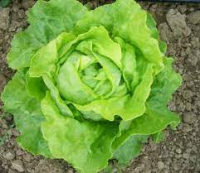 Salade laitue