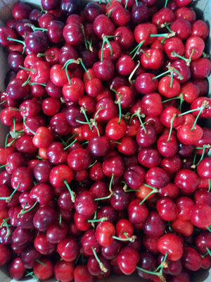 Cerise