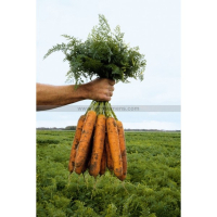 Botte de carottes avec fanes