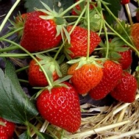 Fraises de plein champ