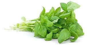 Basilic bouquet